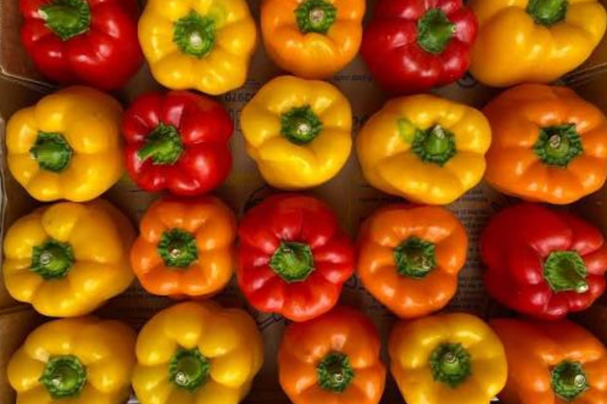 Pimiento Morrón