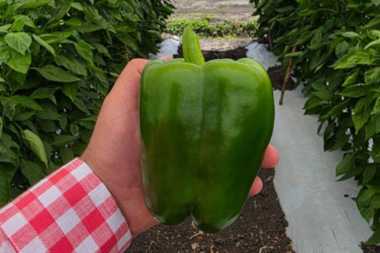 3 mt pimiento