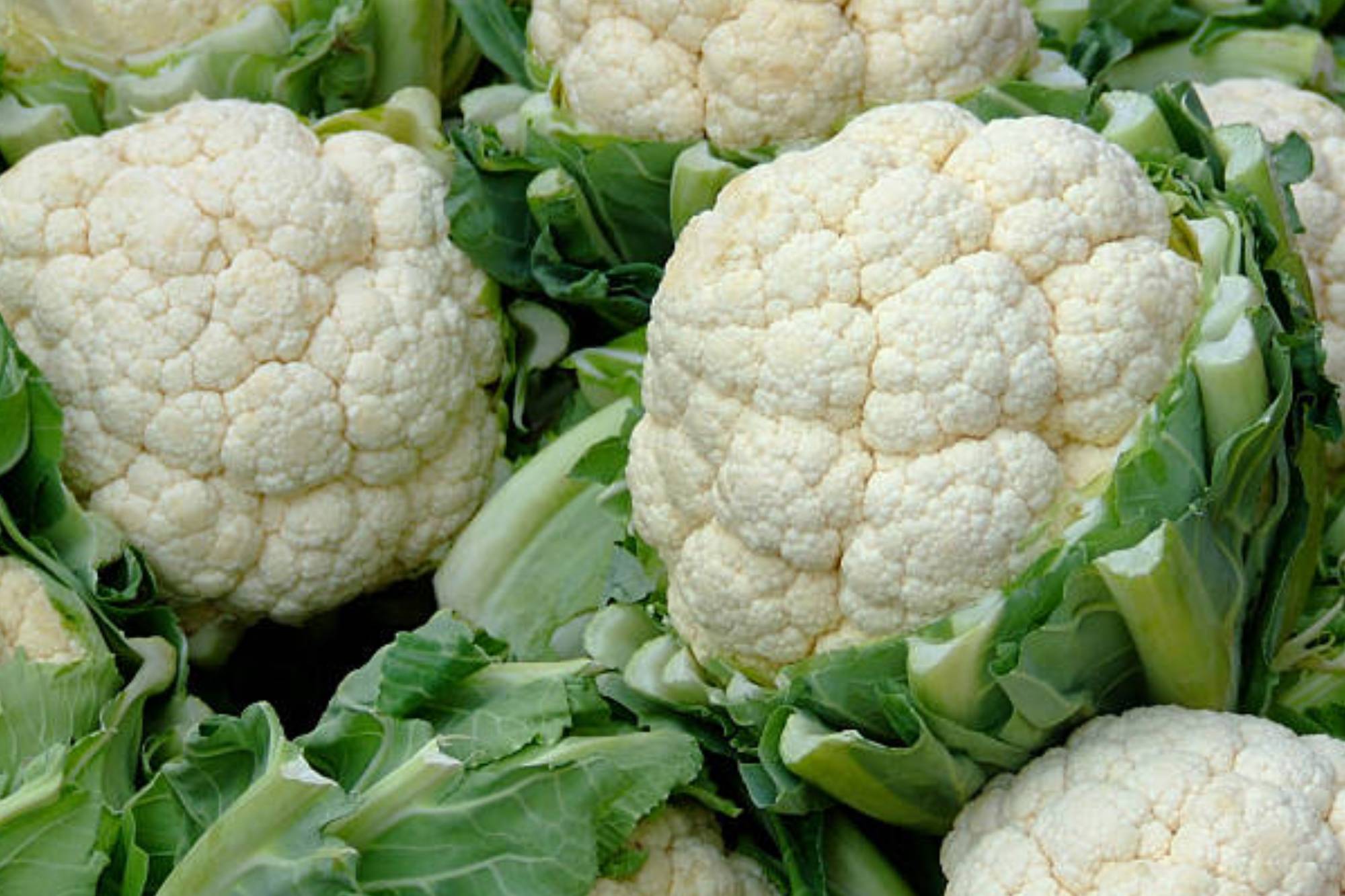 Coliflor
