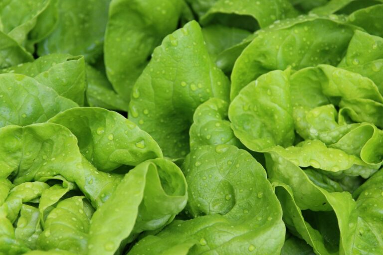 8 ca lechuga