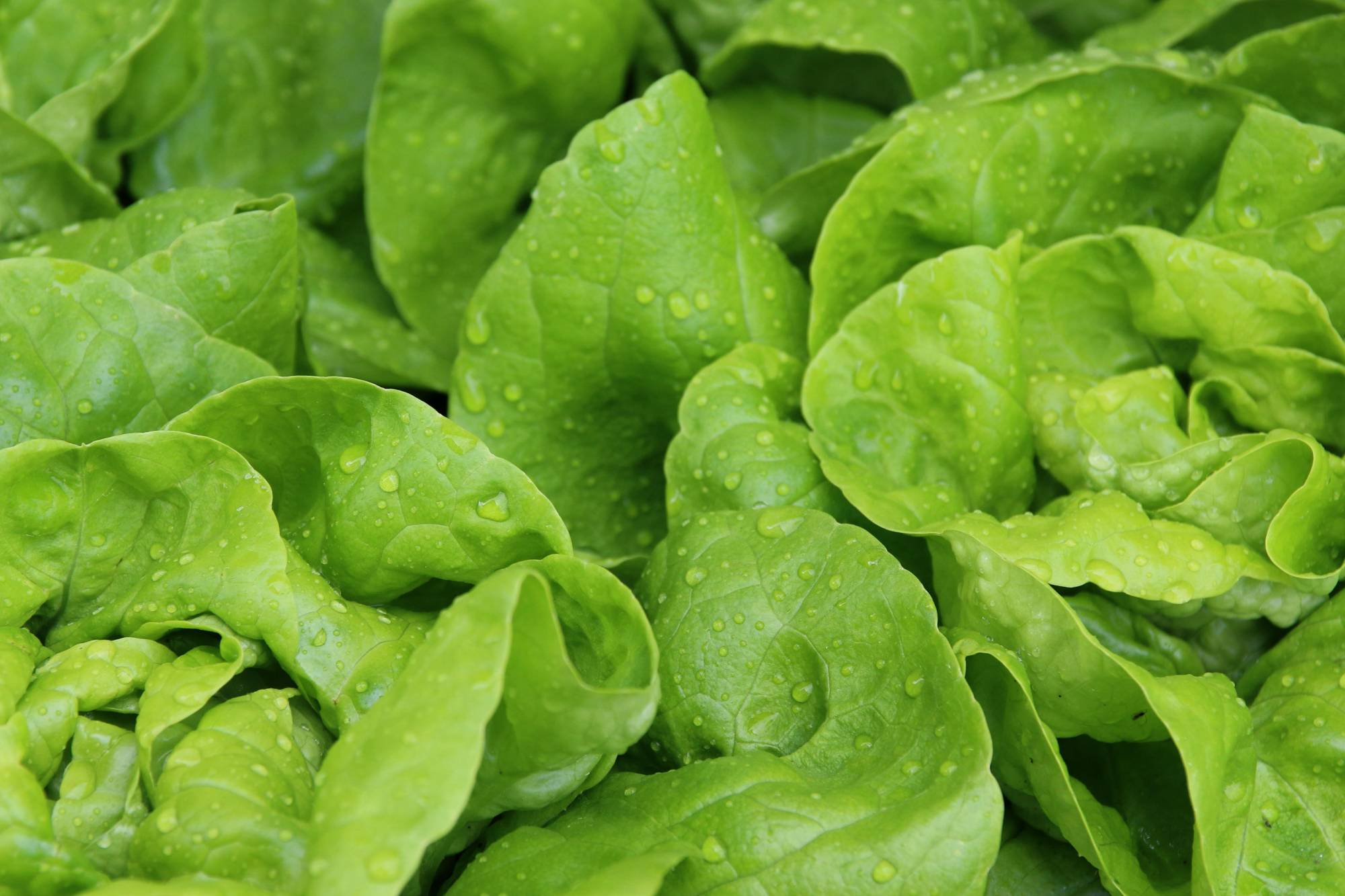 Lechuga