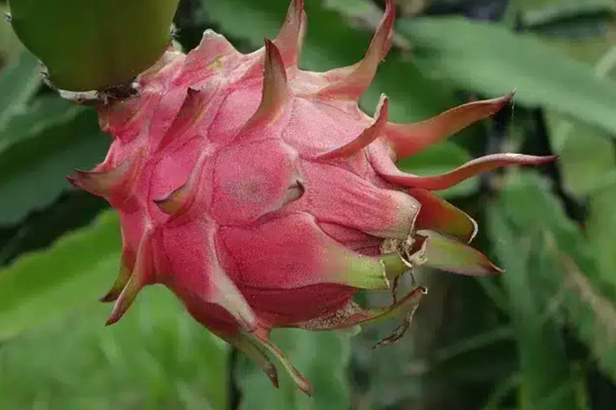 Pitahaya