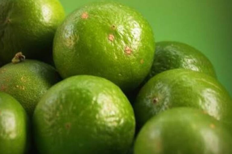 11 ca limon