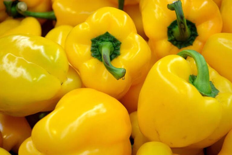 pimiento amarillo