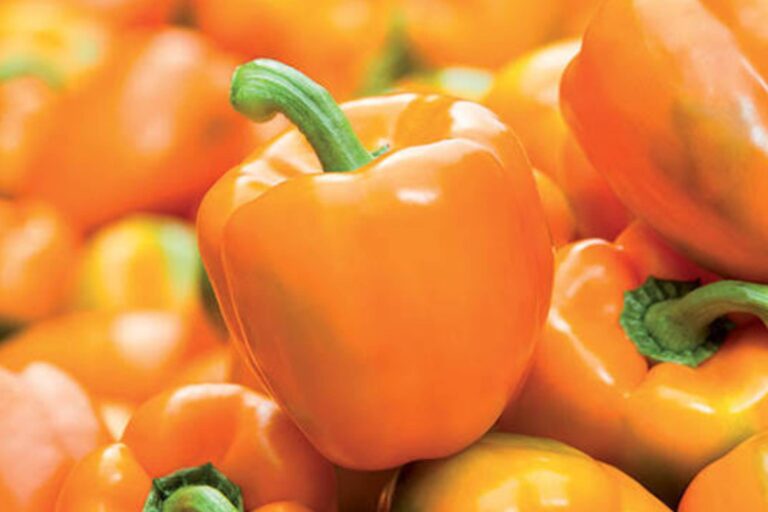 pimiento naranja