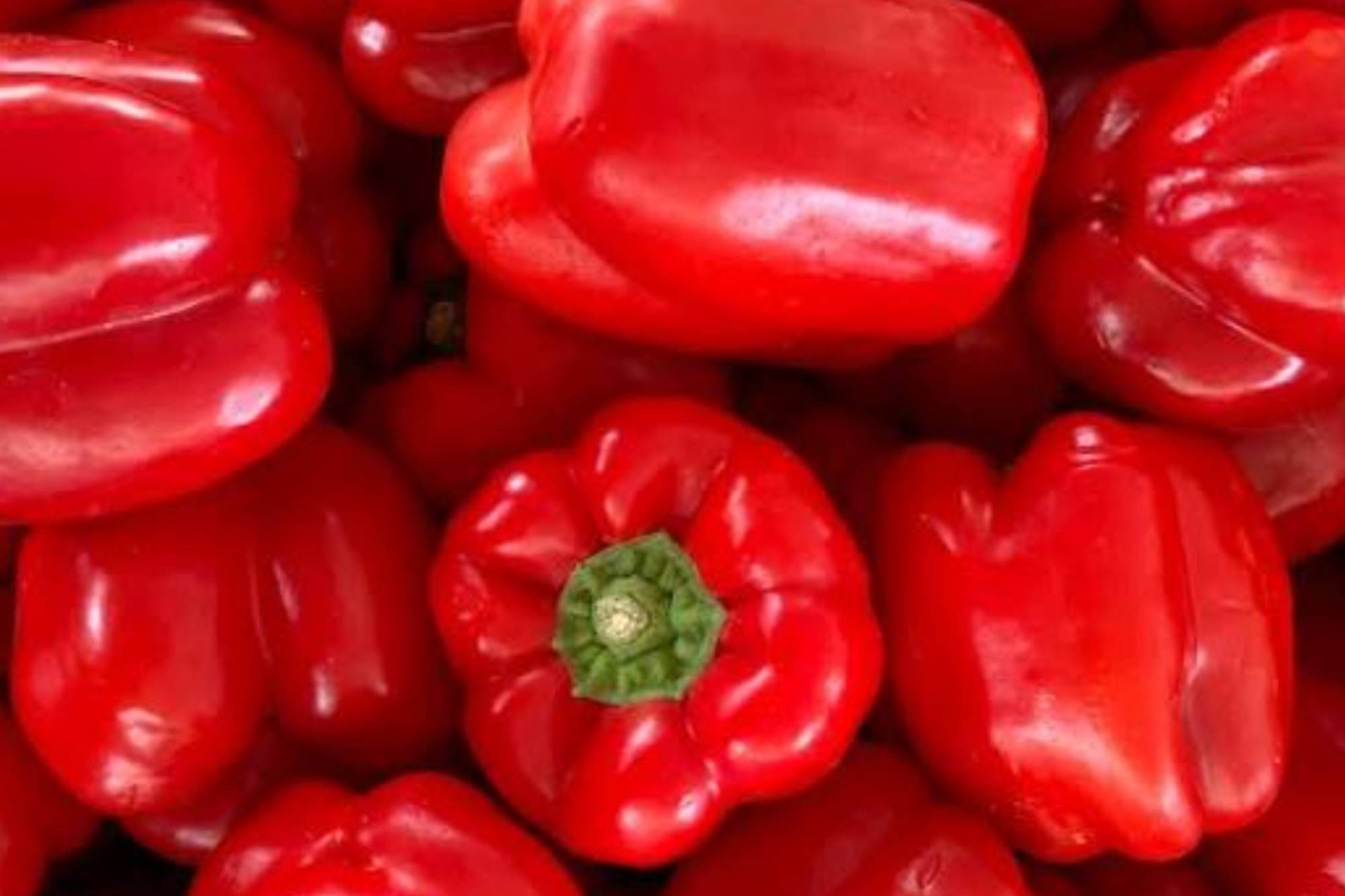 Pimiento Morrón